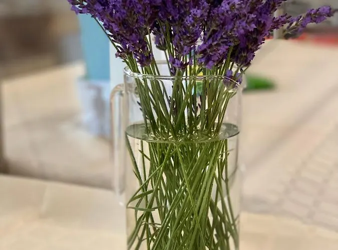 Hotel Plamena Palace