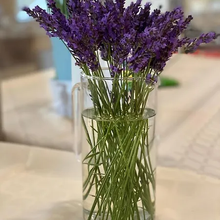 Hotel Plamena Palace